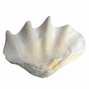 Giant Genuine Clam Shell Natural Large Vintage 17.5&quot;