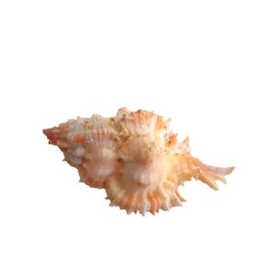 Rare spécimen de coquille de chicoreus venustulus de Balut Philippines GEM