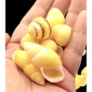 May include: A collection of yellow seashells with brown stripes. The shells are smooth and glossy, and they are arranged in a hand.