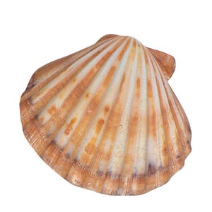 Grote vintage Lions Paw Pecten (subnodosus) sint-jakobsschelp