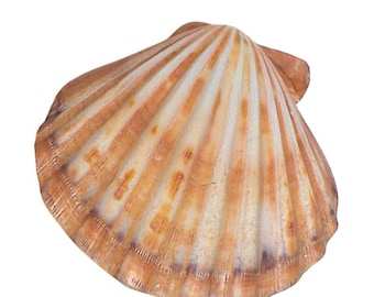 Concha de vieira grande de leones vintage Pecten Subnodosus