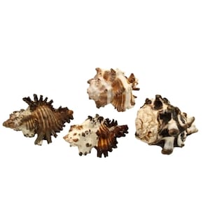 Vintage Murex Shells 4pc Set Natural Decorative Collectors Specimen for Decor Or Collectors