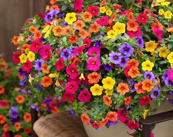 5000+ Petunia Seeds - Mixed Rainbow Color, Bonsai, Grandiflora Flowers, Heirloom Seeds, Flower Seeds, Pollinator Garden, Non-GMO