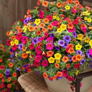 5000+ Petunia Seeds - Mixed Rainbow Color, Bonsai, Grandiflora Flowers, Heirloom Seeds, Flower Seeds, Pollinator Garden, Non-GMO