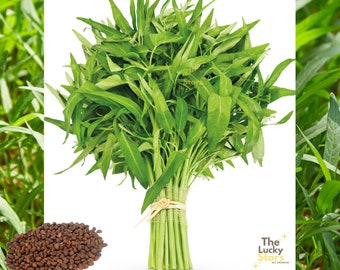 500 Water Spinach Seeds (25 gram) - Rau Muong - Kangkong, Water Morning Glory Seeds, Ong Choy, Water Convolvulus, Chinese Water Spinach