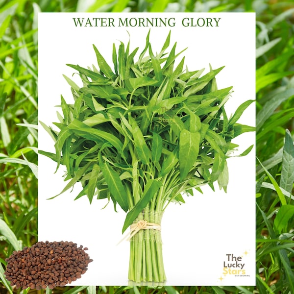 500 Water Spinach Seeds (25 gram) - Rau Muong - Kangkong, Water Morning Glory Seeds, Ong Choy, Water Convolvulus, Chinese Water Spinach