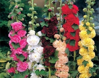 Hollyhock Flower Seeds - Hibiscus-like Flowers Non GMO Carnival Mix Giant Mallow Double Hollyhock Seeds - Home Garden Flower Perennial