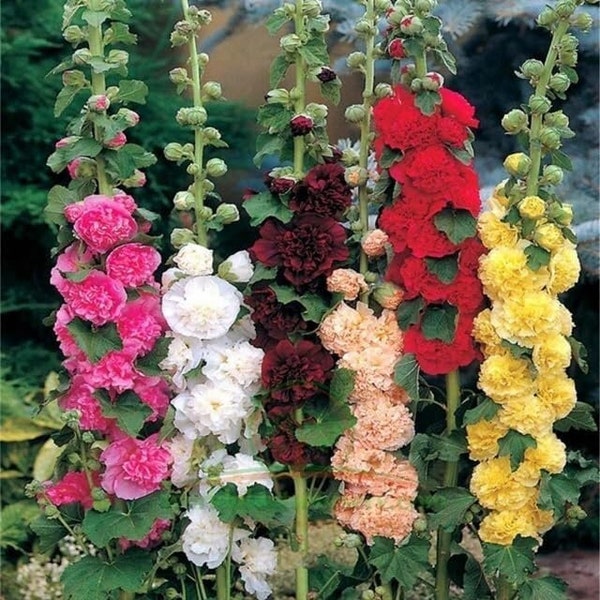 Hollyhock Flower Seeds - Hibiscus-like Flowers Non GMO Carnival Mix Giant Mallow Double Hollyhock Seeds - Home Garden Flower Perennial