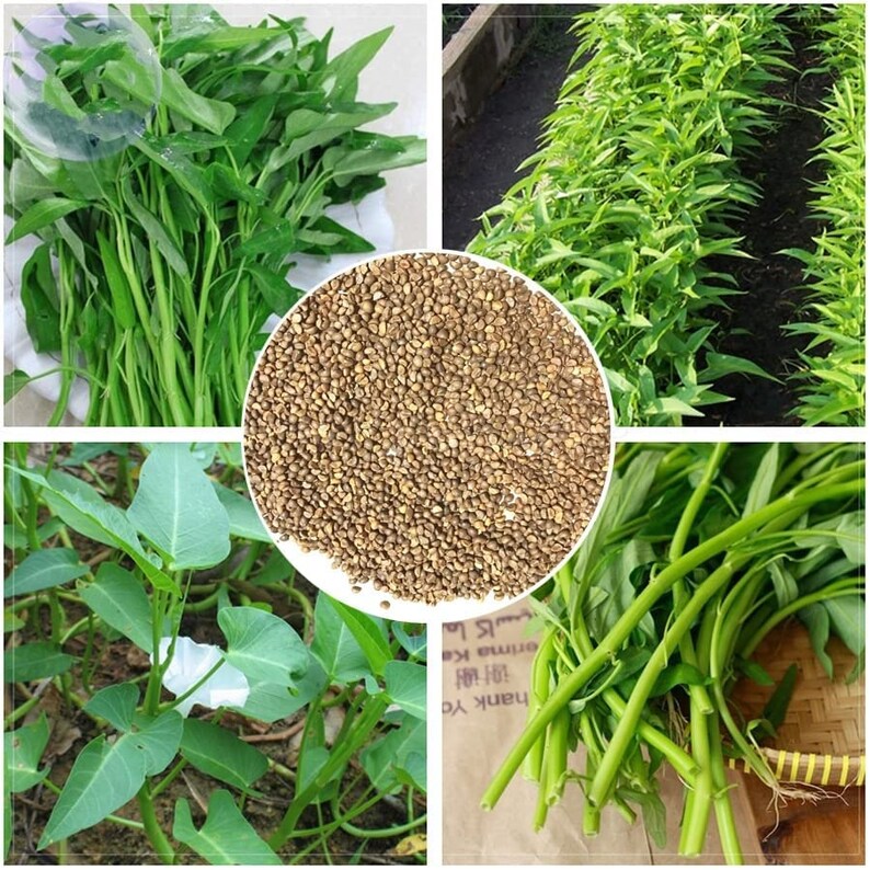 500 Water Spinach Seeds 25 Gram Rau Muong Kangkong Etsy