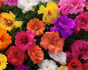 10000 Moss Rose Seeds (Mixed Color)- AKA. Portulaca Grandiflora Mix, Moss-Rose Purslane, Eleven O'clock, Mexican Rose, Sun Rose, Rock Rose