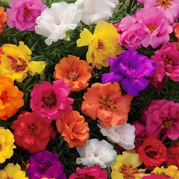 10000 Moss Rose Seeds (Mixed Color)- AKA. Portulaca Grandiflora Mix, Moss-Rose Purslane, Eleven O'clock, Mexican Rose, Sun Rose, Rock Rose