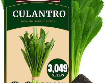 3049+ Culantro Seeds - Sawtooth Herb, Mexican Coriander