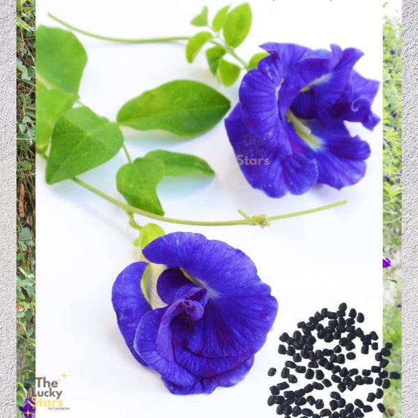 100+ Butterfly Pea Flower Seeds - HOA Dau Biec - Non GMO Blue Butterfly Pea Vine Seeds (Clitoria Ternatea) Asian Pigeonwings