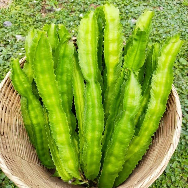 100 Winged Bean Seeds - Đậu Rồng - AKA. Dragon Bean, Four Angled Bean, Cigarillas, Goa Bean, Manila Bean, Princess Bean- Non GMO Seeds.