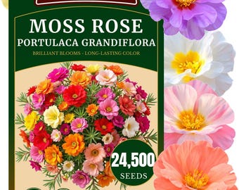 24500+ Moss Rose Seeds - Portulaca Grandiflora Mix