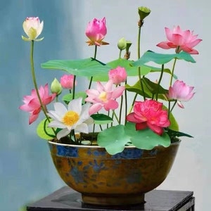 20-30 Bonsai Bowl Lotus Seeds Mixed Water Lily Flower Plant Finest Viable Aquatic Water Features Non-GMO Fresh Garden Seeds image 2