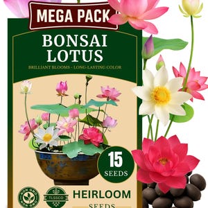 madake bambus Giant Timber Bamboo Seeds main image 1