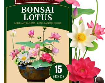 15 Bonsai Lotus Seeds, Pink, Red & White- Heirloom Non-GMO Seeds