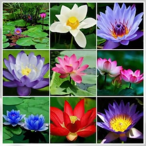 20-30 Bonsai Bowl Lotus Seeds Mixed Water Lily Flower Plant Finest Viable Aquatic Water Features Non-GMO Fresh Garden Seeds image 1