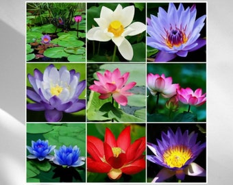 20-30 Bonsai Bowl Lotus Seeds (Mixed)- Water Lily Flower Plant - Finest Viable Aquatic Water Features Non-GMO Fresh Garden Seeds