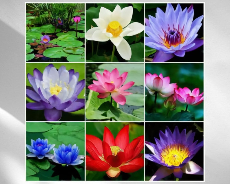20-30 Bonsai Bowl Lotus Seeds Mixed Water Lily Flower Plant Finest Viable Aquatic Water Features Non-GMO Fresh Garden Seeds image 1