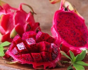 250 Rare Red Dragon Fruit (Pitaya) Seeds - 95% Germination Rate - Thanh Long RUỘT ĐỎ - Hylocereus Costaricensis Non-GMO | Organic | Heirloom