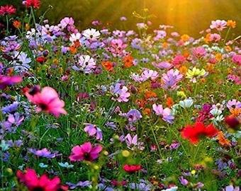 1000+ Mix Cosmos Bipinnatus Flower Seeds (10g) - Garden Cosmos Mexican Aster 11 Colors Non-GMO | Organic | Heirloom