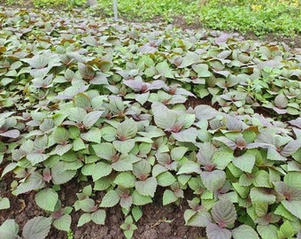 2000+ Vietnamese Perilla Seeds - La Tia to - AKA. Shiso Seeds, Perilla Frutescens, Beefsteak Plant, Asian Mint Thai Basil Seeds, Asian Herb.