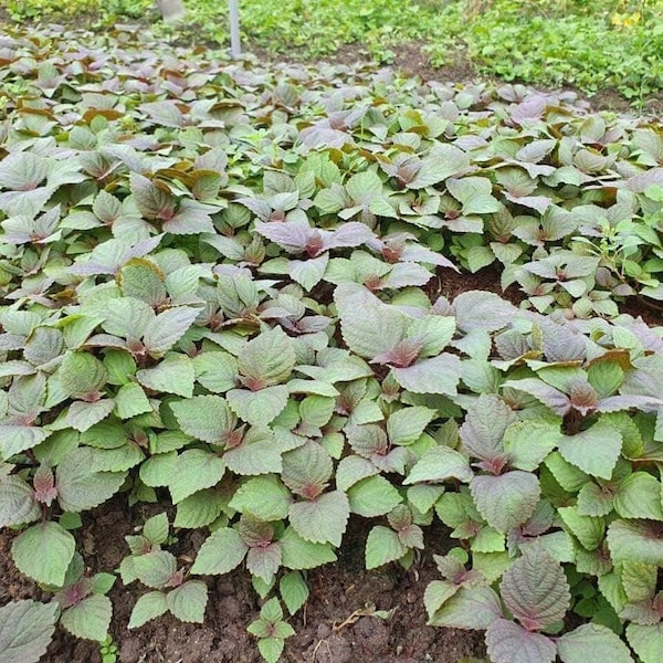 2000+ Vietnamese Perilla Seeds - La Tia to - AKA. Shiso Seeds, Perilla Frutescens, Beefsteak Plant, Asian Mint Thai Basil Seeds, Asian Herb.