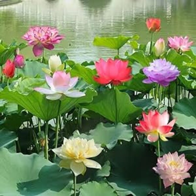 20-30 Bonsai Bowl Lotus Seeds Mixed Water Lily Flower Plant Finest Viable Aquatic Water Features Non-GMO Fresh Garden Seeds image 3