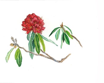 Rododendros rojos Illistración botánica