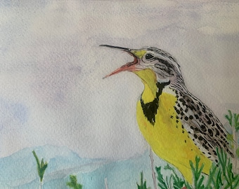 Meadowlark occidental