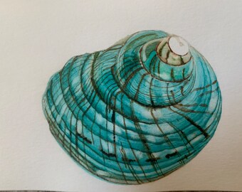 Concha de mar turquesa