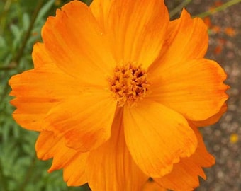 Paquete de semillas de flores Cosmos sulphureus Sunset Orange de color naranja brillante para plantar en el jardín.