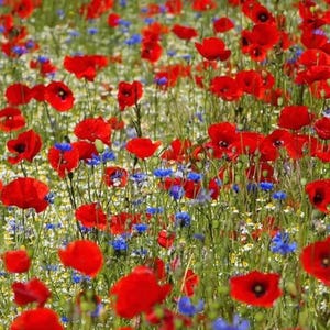 Könnte beinhalten: Ein lebendiges Blumenfeld, dominiert von leuchtend roten Mohnblumen, durchsetzt mit kleinen blauen Kornblumen und weißen Gänseblümchen. Die Blumen blühen in voller Pracht und schaffen eine farbenfrohe und natürliche Szene.