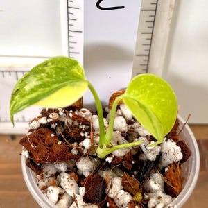 philodendron new yorker Variegated Philodendron 'Birkin' : Tropical Live Plant - Great for Beg –  Altman Plants main image 0