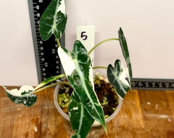 Pink Alocasia 'Bambino' | Pink and albo variegated | Rooted exact plants