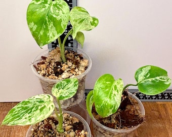 Bulbasaur Monstera deliciosa | High variegation starters | Rooted plants
