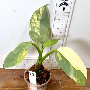 May include: A potted plant with large, variegated leaves in shades of green and cream. The plant is in a clear plastic pot with a tag labeled "23". A ruler is placed next to the plant for measurement.