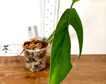 tasse monstera Monstera Tasse für Plantmom & Plantdad main image 0