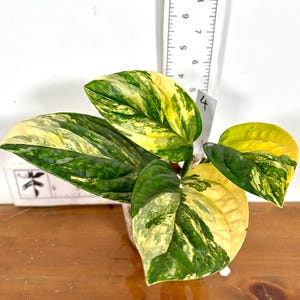 Monstera Peru Variegated - Etsy