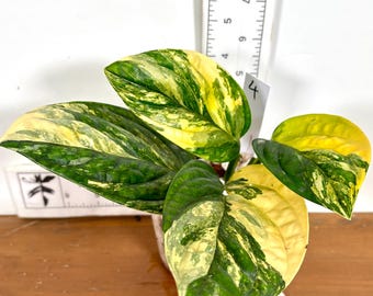Monstera Super Golden 4” Pot (ALL STARTER PLANTS Require You to