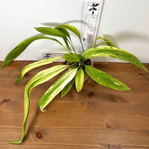 Anthurium Vittarifolium - Etsy