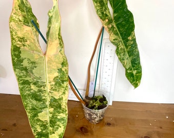 Philodendron billietiae Variegated | Yellow, orange, cream, variegation | Mid-cuts with 1-2 leaves