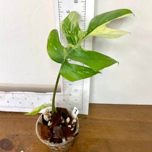 Rhaphidophora tetrasperma 'albo variegated' | Mini Monstera Ginny Albo | One-leaf and new growth