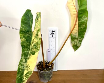 Philodendron billietiae Variegated | Yellow, orange, cream, variegation | Mid-cuts with 1-2 leaves