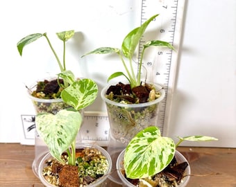 Bulbasaur Monstera deliciosa | High variegation starters | Rooted plants