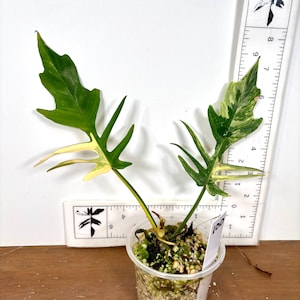 Florida Beauty X Mayoi - Etsy