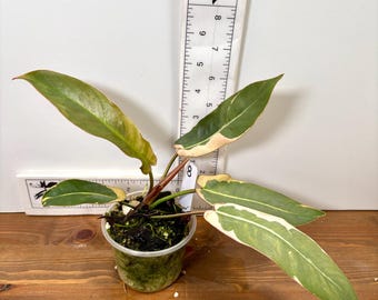 Variegated Atabapoense Philodendron | Pink and White Variegated | Exact  Plants - Etsy