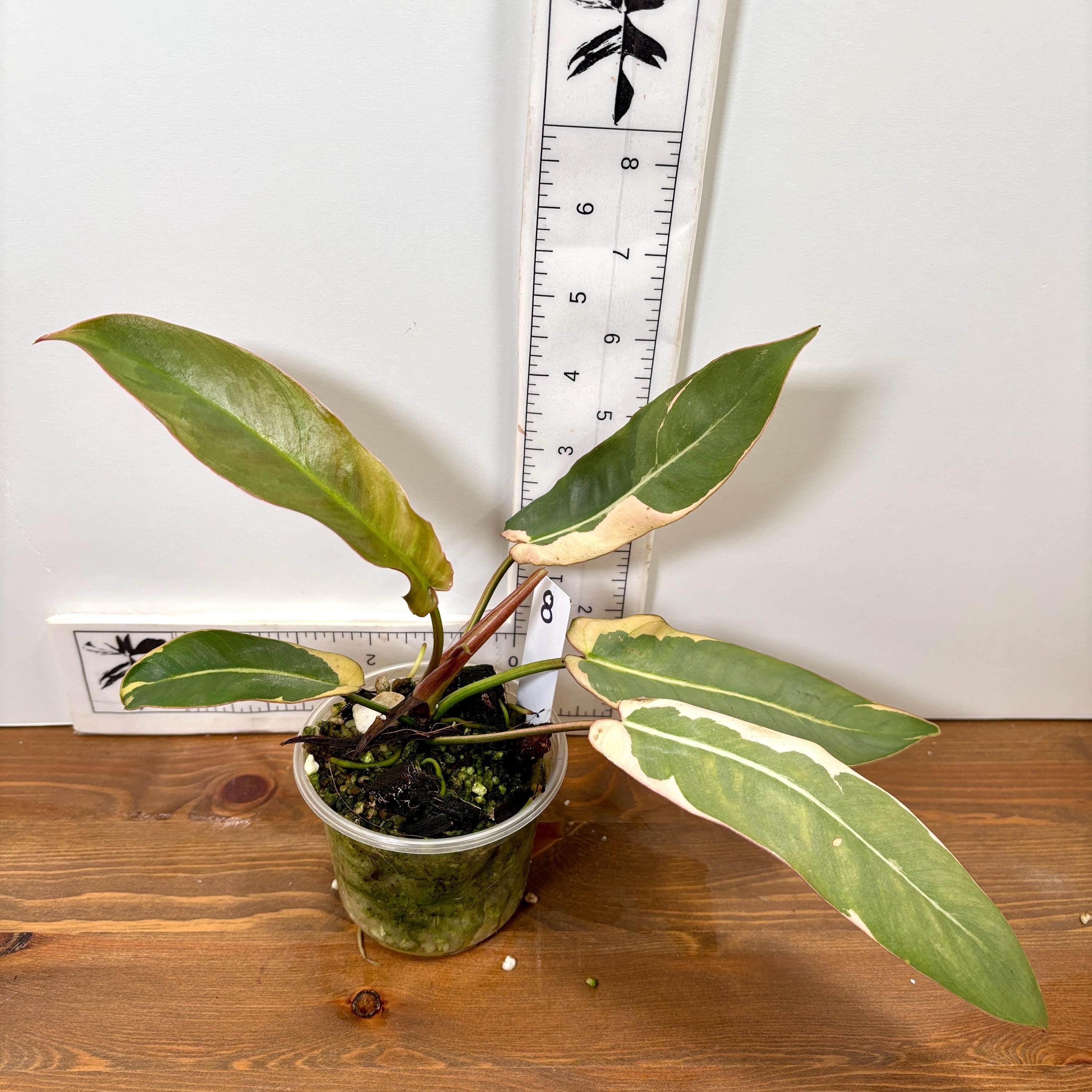 Variegated Atabapoense Philodendron | Pink and white variegated